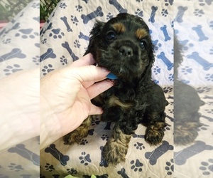 Cocker Spaniel Dog Breeder near GRAHAM, WA, USA