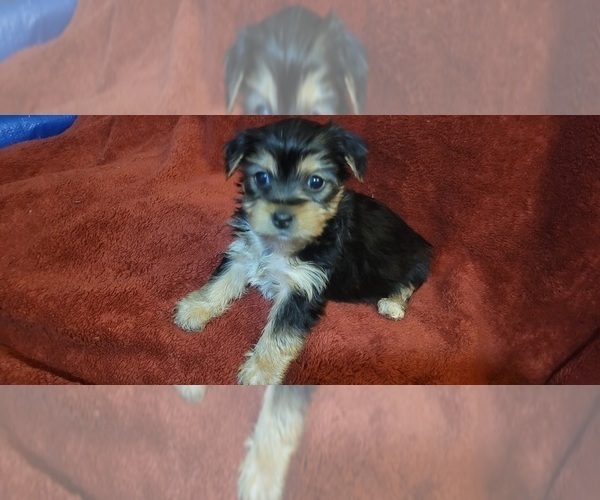 Medium Photo #303  Breeder Profile in AKRON, OH, USA