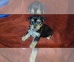 Small #302 Breeder Profile image