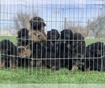 Small #103 Breeder Profile image