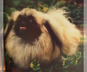 Pekingese Dog Breeder near JOICE, IA, USA