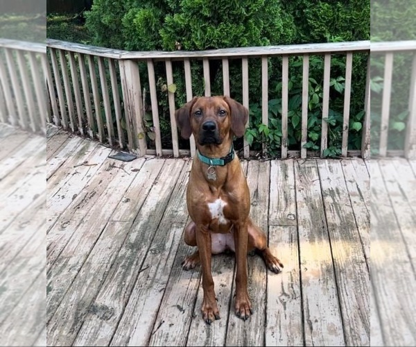 Medium Photo #61  Breeder Profile in MURFREESBORO, TN, USA