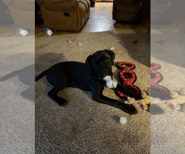 Medium Photo #9  Breeder Profile in PONSFORD, MN, USA