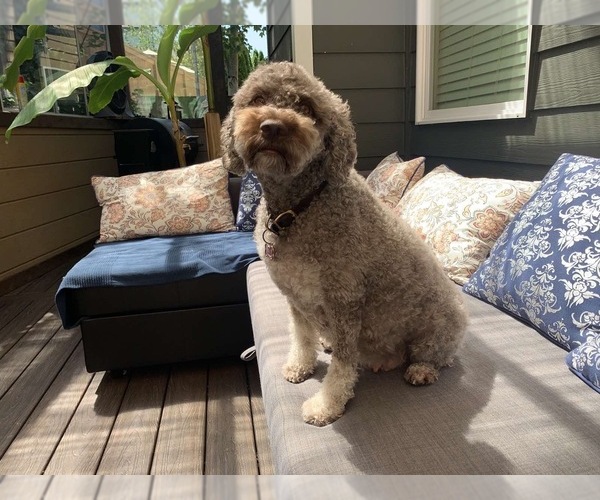 Medium Photo #18  Breeder Profile in VANCOUVER, WA, USA