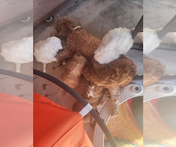 Medium Photo #2  Breeder Profile in SAN TAN VALLEY, AZ, USA