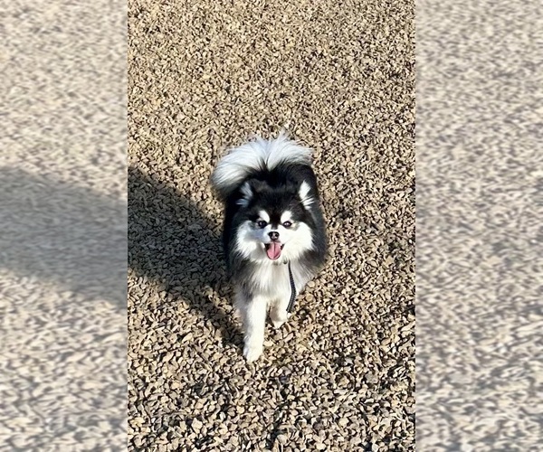 Medium Photo #12  Breeder Profile in CAVE CREEK, AZ, USA
