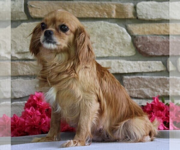 Medium Photo #1  Breeder Profile in ROCK STREAM, NY, USA