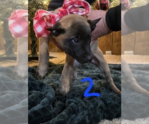Belgian Malinois-Dutch Shepherd Dog Mix Dog Breeder near OAKLEY, ID, USA
