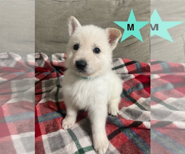 Medium Photo #1  Breeder Profile in ALACHUA, FL, USA