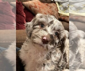 F2 Aussiedoodle Dog Breeder near GRANTS PASS, OR, USA