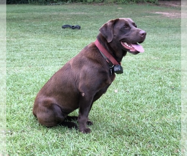 Medium Photo #1  Breeder Profile in ROYSTON, GA, USA