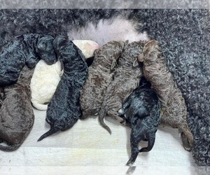 Goldendoodle Dog Breeder in MILTON,  USA