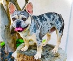 Small breeder photo