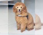 Small #5 Breeder Profile image