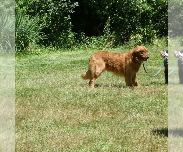 Medium Photo #5  Breeder Profile in WOLCOTT, VT, USA