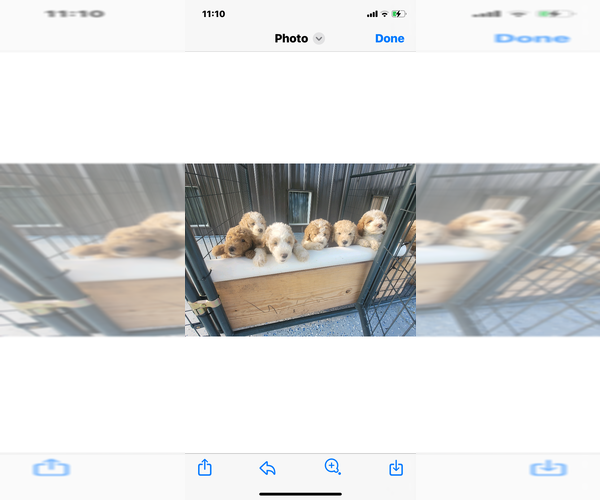 Medium Photo #4  Breeder Profile in ALTOONA, AL, USA