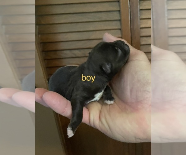 Medium Photo #1  Breeder Profile in WESTMINSTER, SC, USA