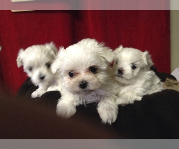 Medium Photo #1  Breeder Profile in CANONSBURG, PA, USA