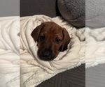 Small #12 Breeder Profile image