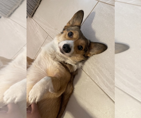 Medium Photo #3  Breeder Profile in OAKLEY, CA, USA