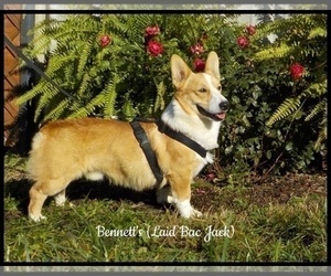 Yorkshire Terrier Dog Breeder near MANSFIELD, MO, USA