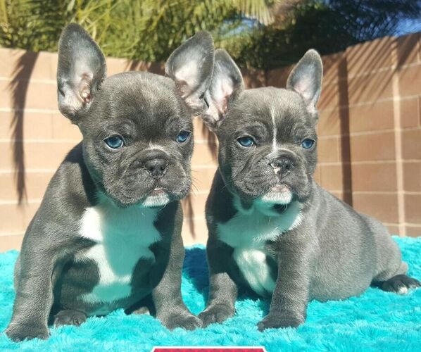 Medium Photo #30  Breeder Profile in LAS VEGAS, NV, USA
