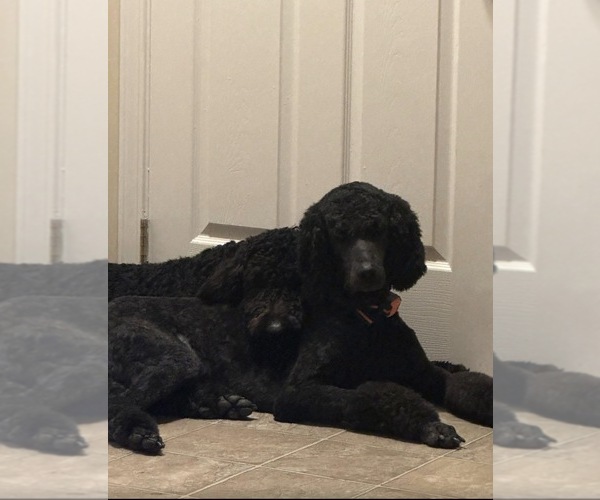 Medium Photo #1  Breeder Profile in JUNCTION CITY, KS, USA