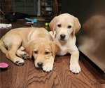 Small #2 Breeder Profile image