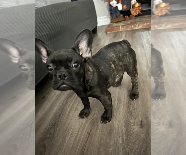 Medium Photo #6  Breeder Profile in DOWNEY, CA, USA
