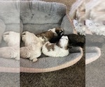 Small #2 Breeder Profile image
