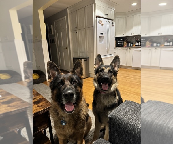Medium Photo #2  Breeder Profile in SOUTH EASTON, MA, USA