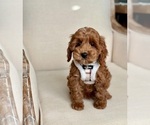 Small #1 Breeder Profile image