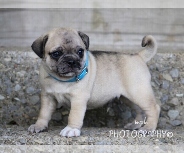 Medium Photo #5  Breeder Profile in LIBERTY, KY, USA