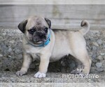 Small #4 Breeder Profile image