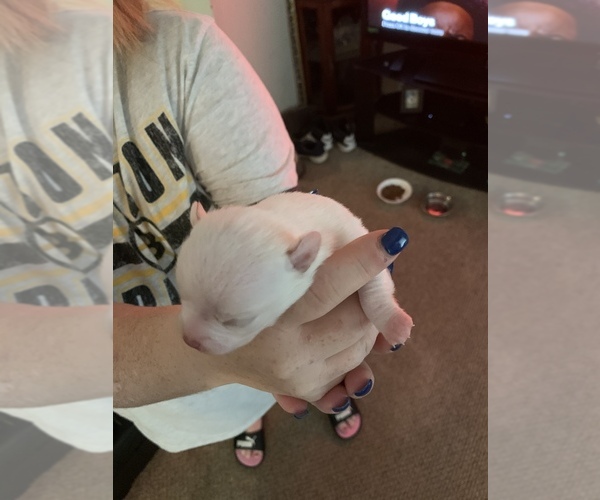 Medium Photo #1  Breeder Profile in HULL, MA, USA