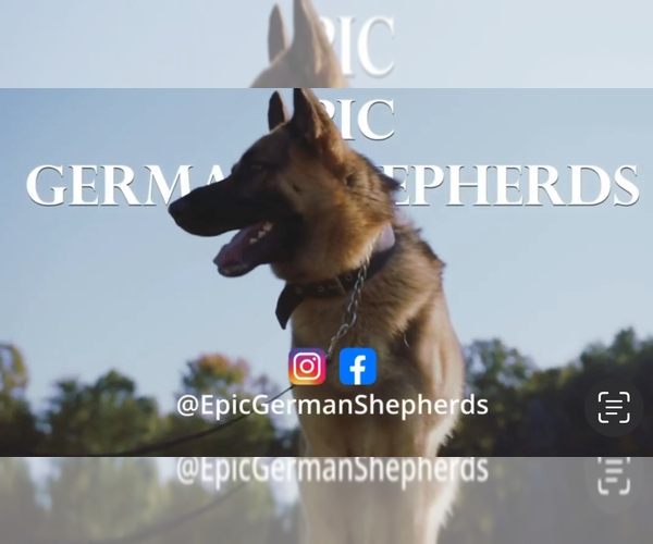 Medium Photo #1  Breeder Profile in SUMPTER TWP, MI, USA