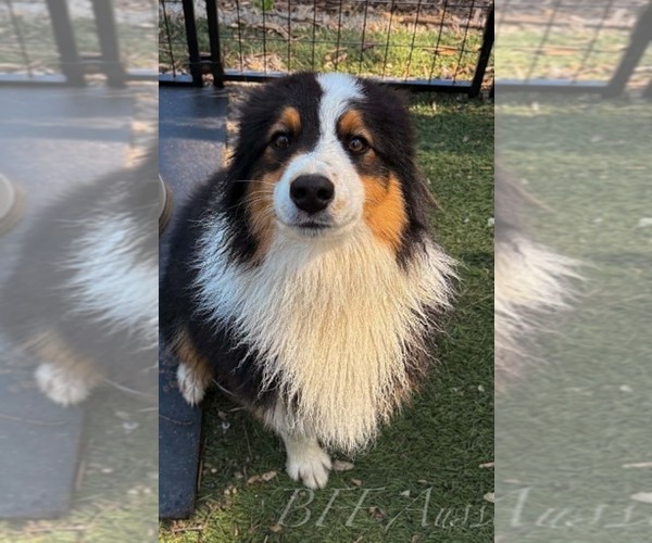 Medium Photo #6  Breeder Profile in PLACERVILLE, CA, USA