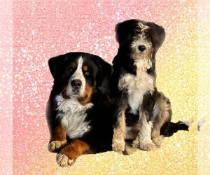 Bernedoodle Dog Breeder near BROWNFIELD, TX, US