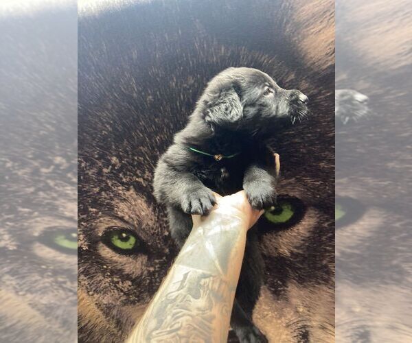 Medium Photo #1  Breeder Profile in SAN ANGELO, TX, USA