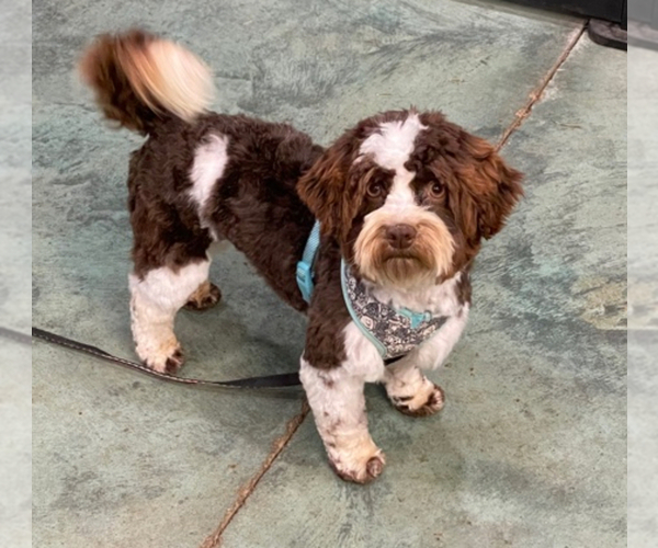 Medium Photo #3  Breeder Profile in MBORO, TN, USA