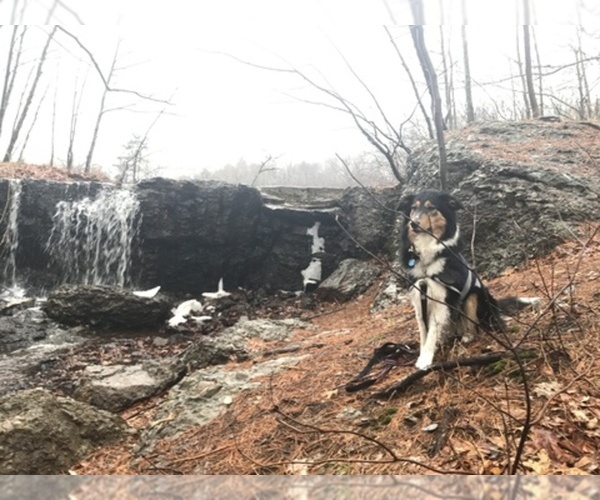Medium Photo #1  Breeder Profile in BOSTON, MA, USA