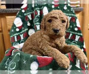 Medium Breeder Profile Photo