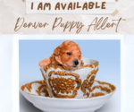 Small #2 Breeder Profile image