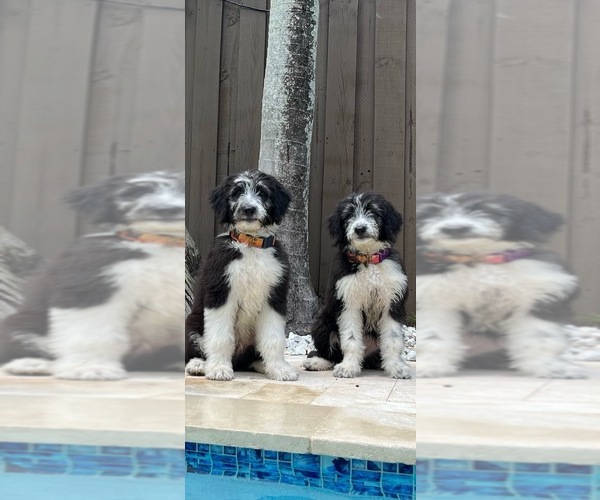 Medium Photo #20  Breeder Profile in LAKELAND, FL, USA