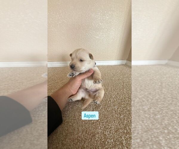 Medium Photo #6  Breeder Profile in LOS LUNAS, NM, USA
