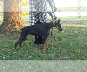 Doberman Pinscher Dog Breeder near POLK, NE, USA