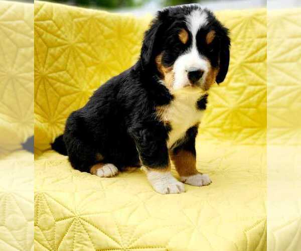 Medium Photo #7  Breeder Profile in ARTHUR, IL, USA