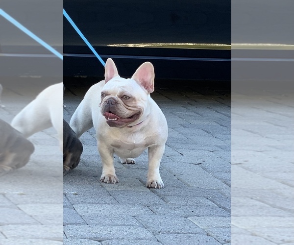 Medium Photo #1  Breeder Profile in COLTON, CA, USA