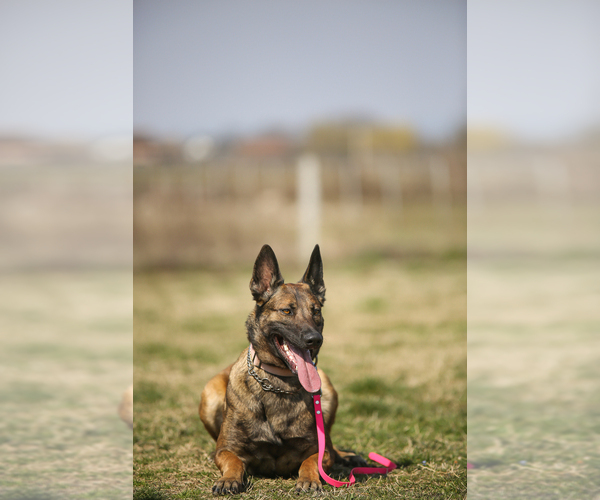 Medium Photo #1  Breeder Profile in Acharnes, Attica, Greece