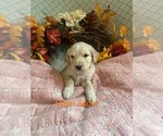 Small #4 Breeder Profile image